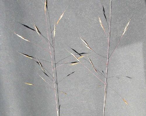 Figure 3. Open and airy panicles emerge in late June through July. Photo by Matt Lavin, MSU.